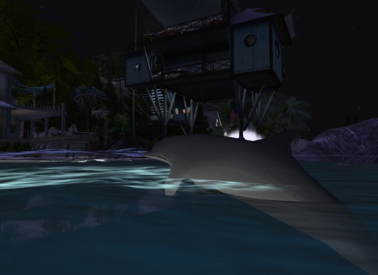 Dolphin Swimming at Beach house.